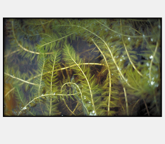 Eurasian Watermilfoil